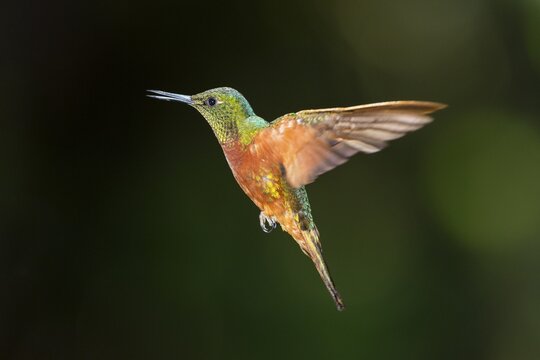Chestnut-breasted coronet (Boissonneaua matthewsii) in flight, flying, rainforest, cloud forest, northern Ecuador, Ecuador