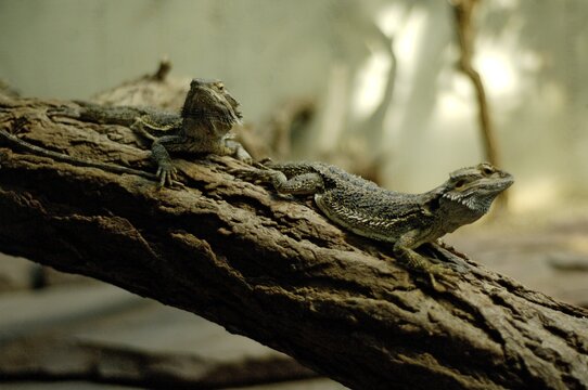 Two Barbed agama on a stick Amphibolurus barbatus