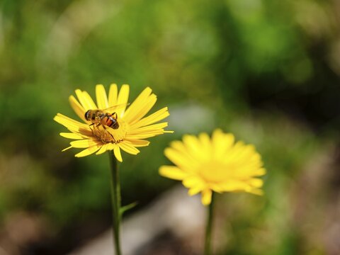 Hoverfly dung bee (Eristalis tenax) on the ox-eye daisy (Buphthalmum salicifolium), Jenner, Berchtesgaden National Park, Sch&ouml;nau am K&ouml;nigssee, Berchtesgadener Land, Upper Bavaria, Bavaria, Germany