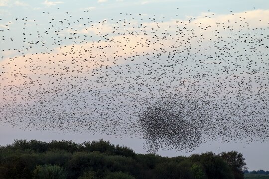 More and more starlings (Sturnus vulgaris) gather at the roost and begin to form formations, autumn migration, spring migration, bird migration, assembly point, flight formation, Germany
