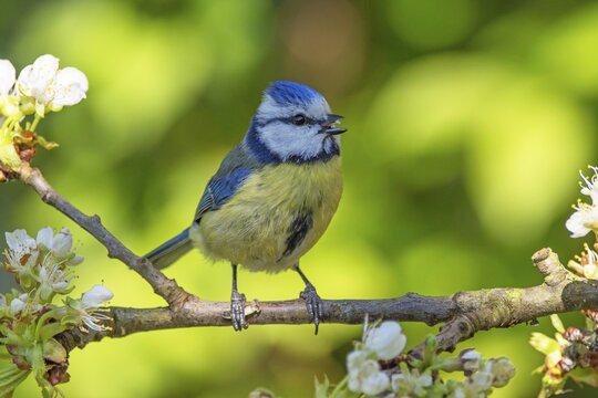 Blue tit (Cyanistes caeruleus) on flower branch, Baden-W&uuml;rttemberg, Germany