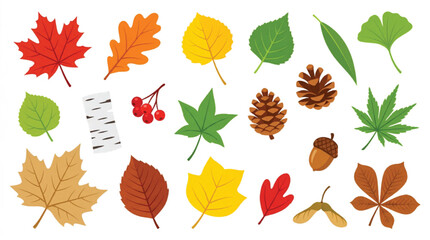 Autumn leaves and forest elements collection, colorful fall foliage vector set, maple and oak leaf illustrations for seasonal design © Muhammad