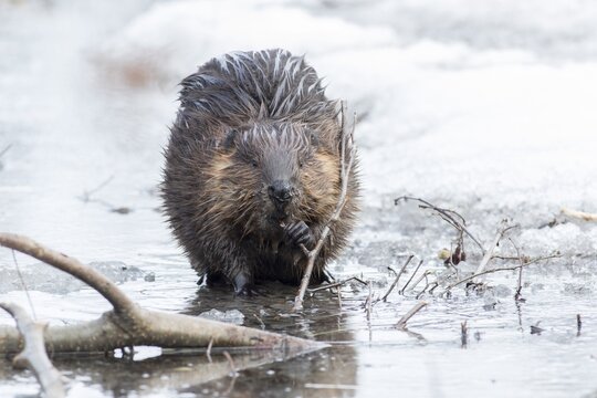 North American beaver (Castor canadensis) eating twigs on a thawed lake.