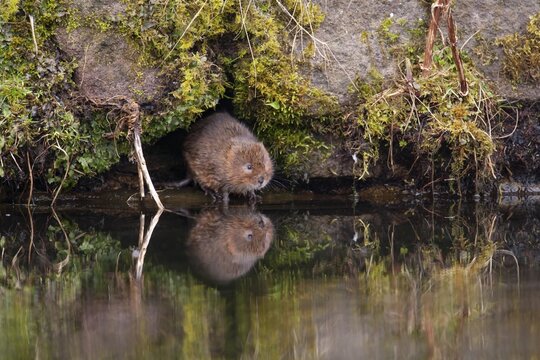 Water vole (Arvicola amphibius) adult animal emerging from a river bank, Derbyshire, England, United Kingdom
