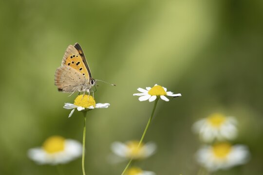 Small copper (Lycaena phlaeas) butterfly adult feeding on a Mayweed flower, Lincolnshire, England, United Kingdom