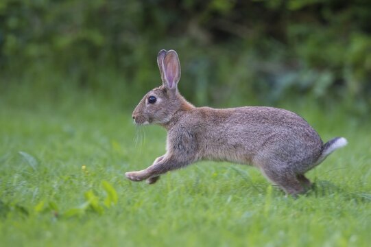 European rabbit (Oryctolagus cuniculus) running in a meadow, Lower Saxony, Germany