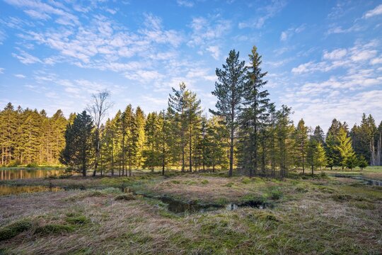 Fichtelseemoor Natural Forest Reserve at Lake Fichtel, Fichtelgebirge, Upper Franconia, Bavaria, Germany