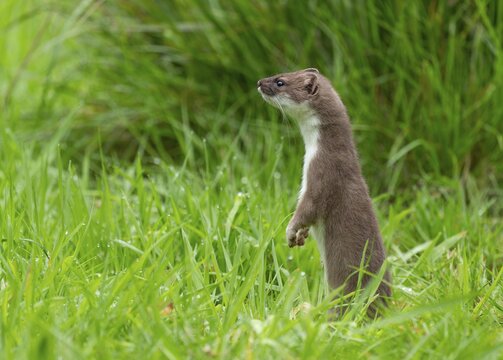 Stoat (Mustela erminea), making mate and looking attentively, Lower Saxony, Germany