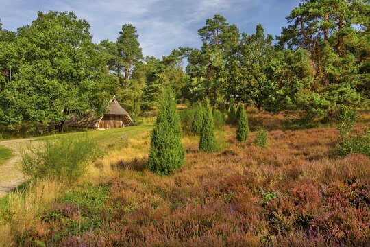Heath landscape with sheepfold, Bispingen, L&uuml;neburg Heath, Lower Saxony, Germany