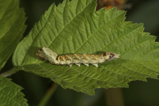 A caterpillar of the rose owl (Thyatira batis) on a green leaf in a natural environment, Baden-W&uuml;rttemberg, Germany