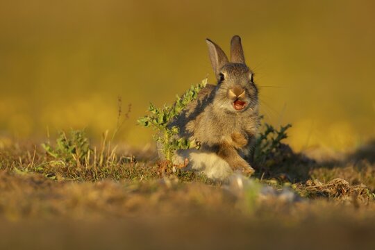 Rabbit (Oryctolagus cuniculus) juvenile baby animal feeding on a thistle on grassland, Suffolk, England, United Kingdom