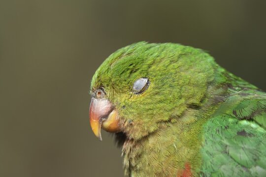 Australian King Parrot (Alisterus scapularis) adult female bird sleeping, Kennett River, Victoria, Australia