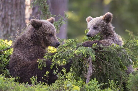 Two young (Ursus arctos) play in the boreal pine forest with a young pine, Suomussalmi, Karelia, Finland