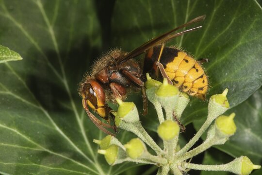 European hornet (Vespa crabro) on pollen of Common ivy (Hedera helix), Baden-W&uuml;rttemberg, Germany