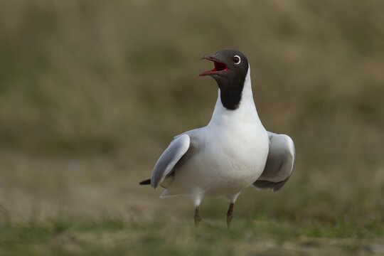Black headed gull (Chroicocephalus ridibundus) adult bird calling on grassland, Hampshire, England, United Kingdom