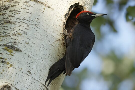 Black woodpecker (Dryocopus martius) at its breeding cavity in a tree, wildlife, Burgenland, Austria