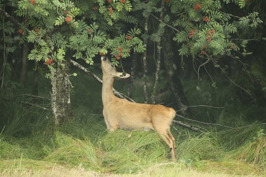 Roe deer (Capreolus capreolus) doe nibbling leaves and red berries of rowan (Sorbus aucuparia) Allg&auml;u, Bavaria, Germany, Allg&auml;u, Bavaria, Germany