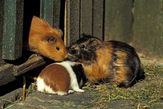 Guinea Pigs ( Cavia porcellus)