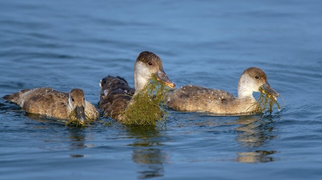 Red-crested pochard (Netta rufina), female and two young birds, feeding on starry stonewort (Nitellopsis obtusa), Lake Constance, Vorarlberg, Austria
