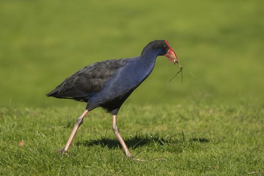 Australasian swamphen (Porphyrio melanotus) adult bird feeding in a park, Melbourne, Victoria, Australia