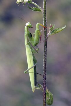 European Praying Mantis (Mantis religiosa), Feldthurns, Bolzano-Bozen, Italy