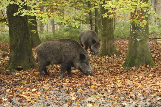 Wild boar (Sus scrofa) Boar looking for beechnuts under autumnal colourful copper beech (Fagus sylvatica) Allg&auml;u, Bavaria, Germany
