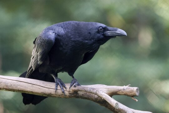 Common raven (Corvus corax), animal portrait, captive, Germany