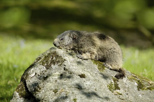 Groundhog (Marmota marmota), zoo Hellabrunn, Munich, Bavaria, Germany