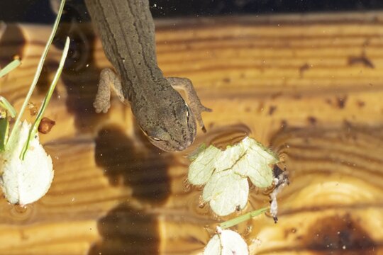 Smooth or Common newt (Lissotriton vulgaris) adult amphibian in a pond, England, United Kingdom
