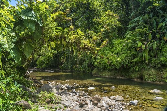 Jungle and river in Guadeloupe National Park, Basse Terre, Guadeloupe, France