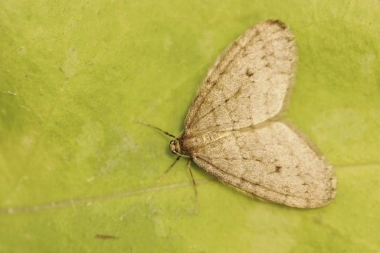 Winter moth (Operophtera brumata), male, North Rhine-Westphalia, Germany