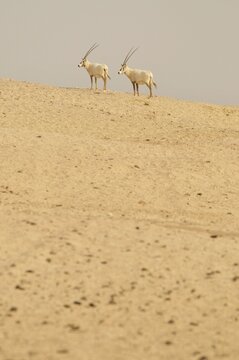 Arabian Oryx (Arabian Oryx), Sir Bani Yas Island, Abu Dhabi, United Arab Emirates, Arabia, Near East, Orient