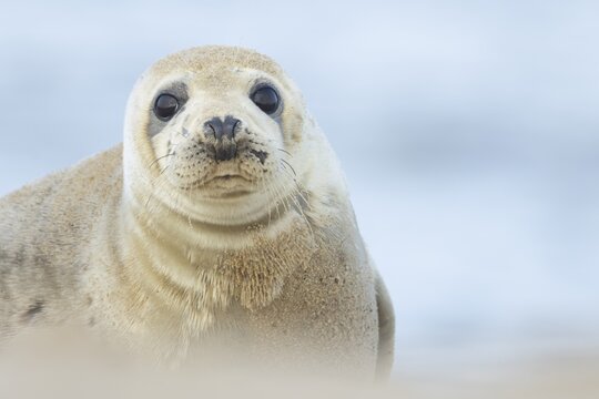 Common seal (Phoca vitulina) adult animal on a beach, Norfolk, England, United Kingdom