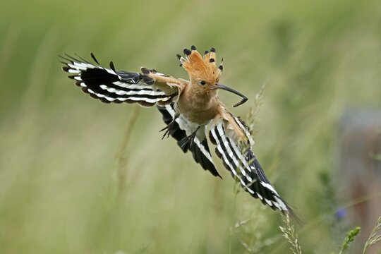 Hoopoe (Upupa epops) in flight with food, wildlife, Rhineland-Palatinate, Germany