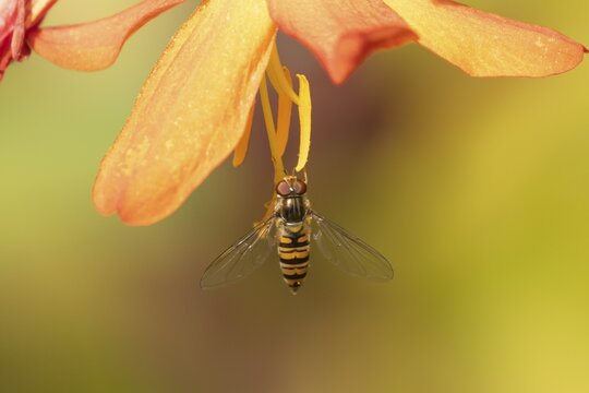 Common hoverfly (Eupeodes corollae) adult insect on an orange garden Crocosmia flower, Suffolk, England, United Kingdom