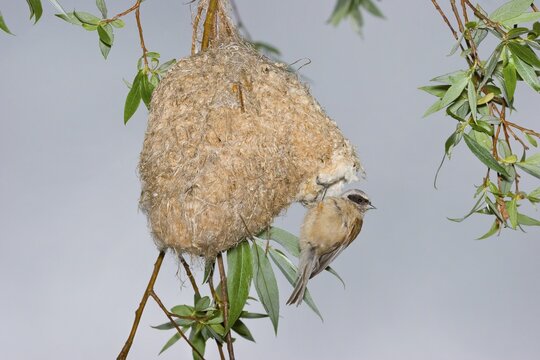 Eurasian Penduline Tit (Remiz pendulinus) on the nest, Thuringia, Germany