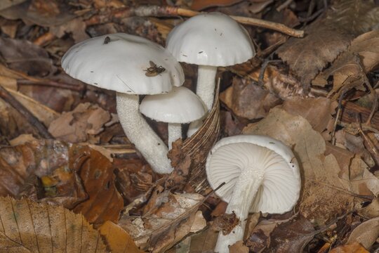 Ivory snails (Hygrophorus eburneus) in deciduous forest on autumnal leaf soil with small flies, Baden-W&uuml;rttemberg, Germany