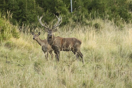 Red deer (Cervus elaphus) strong deer with female piece secure in tall, dry old grass, Allg&auml;u, Bavaria, Germany, Allg&auml;u, Bavaria, Germany