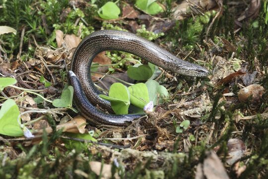 Slow worm (Anguis fragilis) playing dead by arching up, Allg&auml;u, Bavaria, Germany