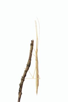 Pink winged stick insect (Sipyloidea chlorotica, Sipyloidea sipylus) on a twig against a white background, captive, native to Asia