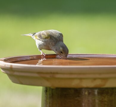 Greenfinch (Chloris chloris), female drinking water from a bird bath, Lower Saxony, Germany