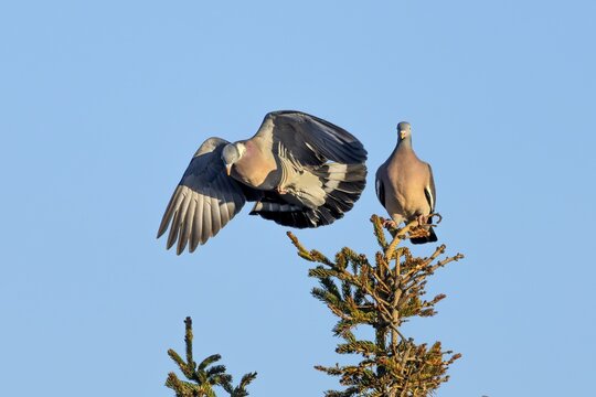 Wood pigeon (Columba palumbus) attacking an intruder, confrontation, courtship behaviour, aerial fight, Denmark