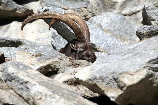 Alpine ibex (Capra ibex), Alpine Zoo Innsbruck, Tyrol, Austria, Europe