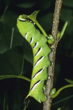 Privet Hawk-Moth (Sphinx ligustri) caterpillar, eating