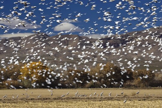 Snow Geese (Anser caerulescens atlanticus, Chen caerulescens), swarm flying, wintering in the Bosque del Apache Wildlife Refuge, New Mexico, North America, USA