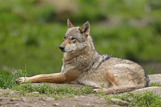 European wolf (Canis lupus) lying, Germany