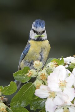 Blue Tit (Parus caeruleus), Schwaz, Tyrol, Austria, Europe