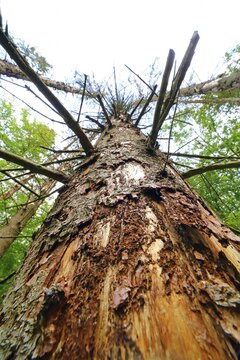 Forest dieback due to bark beetles and drought, dead spruces, Solms, Hesse, Germany