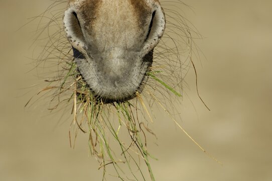 Mouth of a zebra grevyzebra with grass, detail