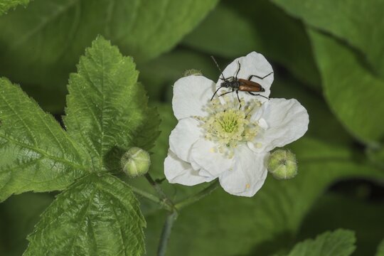 Common narrow-winged ram (Strangalia melanura) on a white flower of the creeping rose (Rosa arvensis) in a green thicket of plants, Baden-W&uuml;rttemberg, Germany